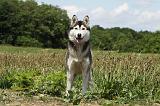 SIBERIAN HUSKY 343